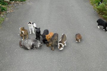 Feeding frenzy