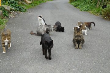 Crowding the street