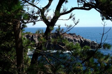 Many pine trees on top of the cliffs