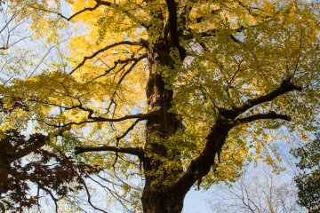 Daun ginkgo di warna kejayaannya