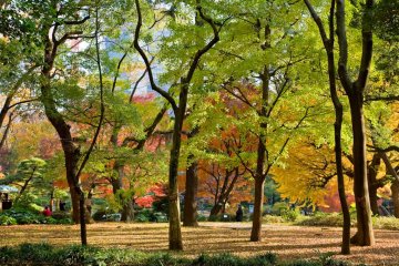 Pepohonan di pusat kota Tokyo!