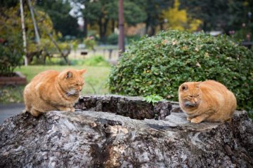 Kucing-kucing juga menikmati taman