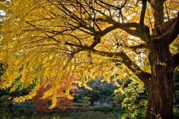 Ada pohon ginkgo yang sangat besar di Taman Hibiya