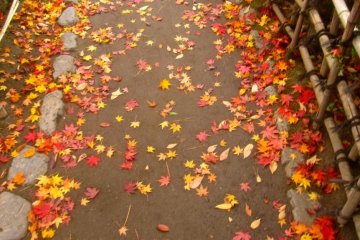 Leaves on a path of the Rinkaku Tea House garden