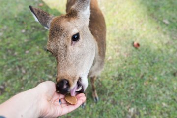 Find your way to the deer park at Nara with Navitime