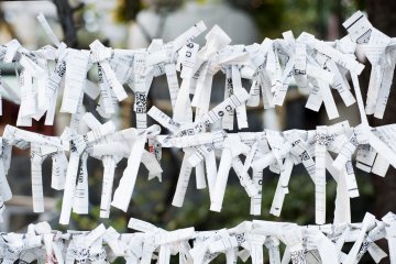 omikuji pine tree