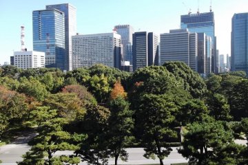 <p>A view over the trees to Marunouchi's skyscrapers</p>