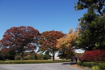 <p>Autumn colors on the lawn in the upper part of the garden</p>
