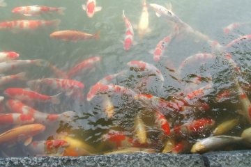 Des carpes Koi au Koraku-en