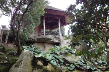 The Lookout