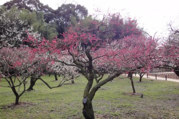 The Plum Blossoms