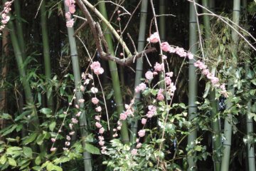 Plum Blossom Detail