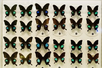 Butterly displaying