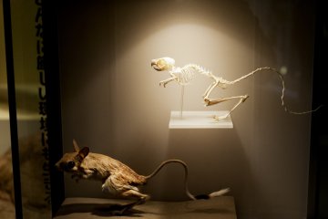 Animals 