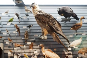 birds