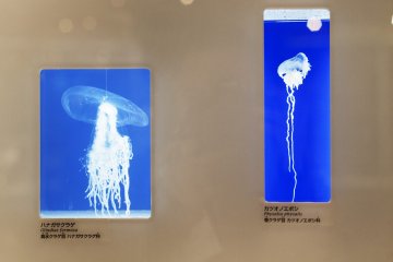 analysis of different life form on earth