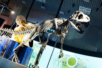 Dinosaur recreation
