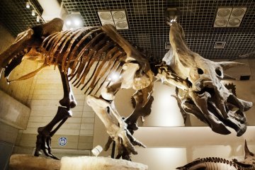 Dinosaur