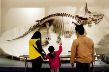 Family looking Dinosaur display