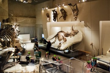 Dinosaur display area