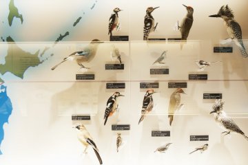 birds