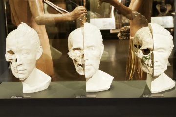 Human evolution