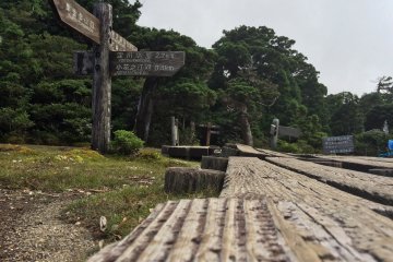 Wooden path leads over a marsh.