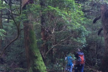 Forest area.