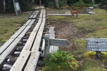"Yakushika" or Yakushima deer along the way.