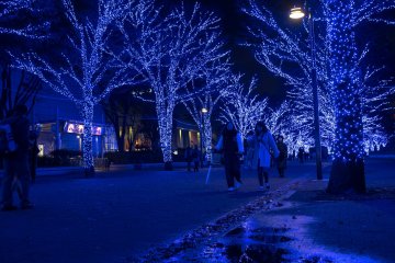The 2 degree weather didn't stop the illumination