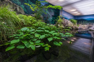 Plant life hanging over the water in one of the exhibits