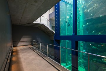 Descending along a massive fish tank