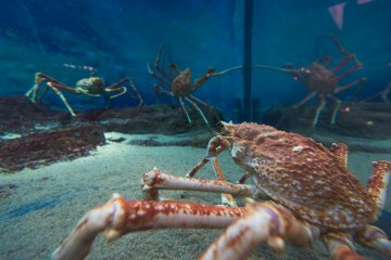 Large crabs hanging out in their tank