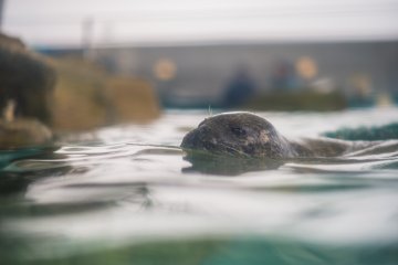One of the seals peeking its head above the water