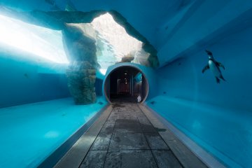 An underwater tunnel with a penguin swimming past