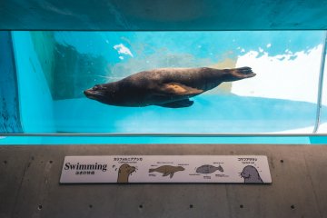A seal swims by in its tube