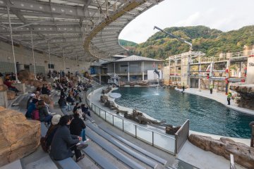 A dolphin leaps into the air to touch a ball during the dolphin show