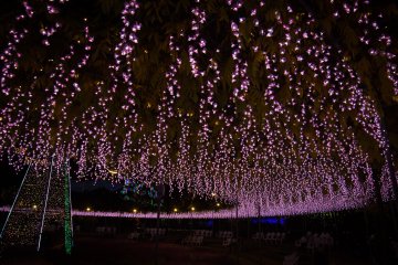 Their famous wisteria tunnels are transformed into light paths