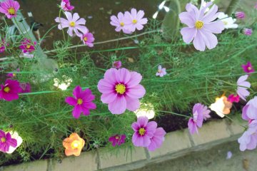 Gorgeous Cosmos flowers to enjoy alongside the lights