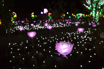 Their rose light gardens were so romantic and spectacular