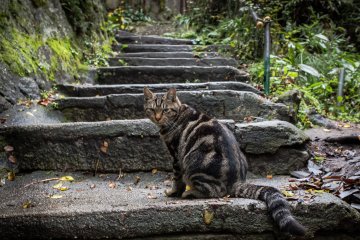 One of the many cats along the way