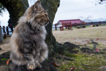 A cat at the local park