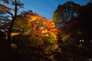 Illumination Automnale du Rikugi-en 2026