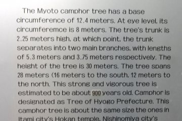 All about the ancient tree
