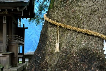 900 year old camphor tree