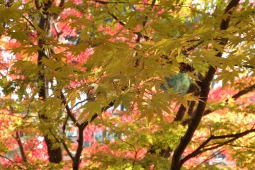 Fall colors are at their peak in mid-late November.