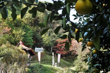 Behind the temple are some citrus fruit trees and tiny Konpira Shrine.