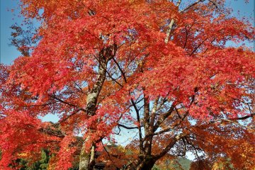 Entry to Kozan Koen, and both temples, is free. Entry to the mini museum is 200 yen.