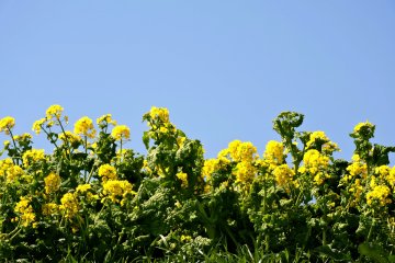 Nanohana is a member of the Brassica family