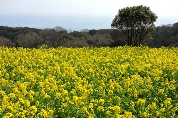 Massed blooms in a natural setting